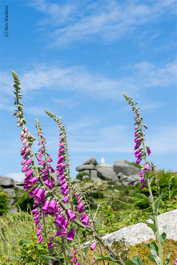 © Foxgloves at Helman Tor, Ben Watkins